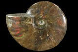 Iridescent Red Flash Ammonite - Madagascar #81380-1